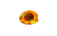 Hollow Fossil [POE Items]