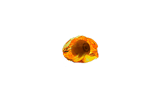 Hollow Fossil [POE Items]