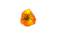 Shuddering Fossil [POE Items]